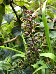 Phyllostegia grandiflora