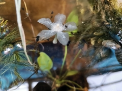 Duttaphrynus melanostictus