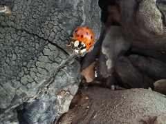 Harmonia axyridis