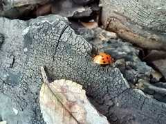 Harmonia axyridis