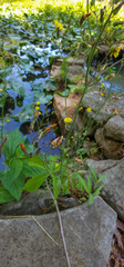 Youngia japonica
