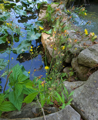 Youngia japonica