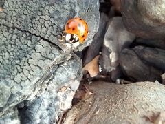 Harmonia axyridis