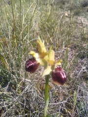 Ophrys sphegodes provincialis