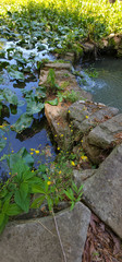Youngia japonica