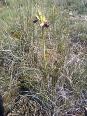 Ophrys sphegodes provincialis