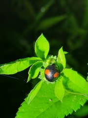 Coelophora biplagiata