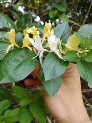 Lonicera japonica image
