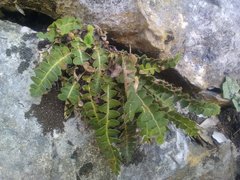 Asplenium ceterach ceterach