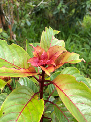 Perrottetia sandwicensis