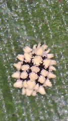 Nipaecoccus aurilanatus