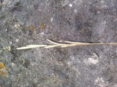 Brachypodium phoenicoides