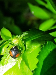 Coelophora biplagiata