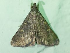 Hypenula cacuminalis