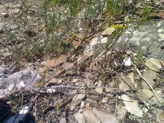 Fumana ericifolia