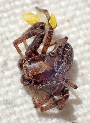 Xysticus locuples