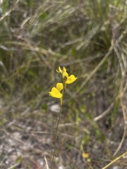 Utricularia juncea
