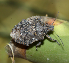 Brochymena parva