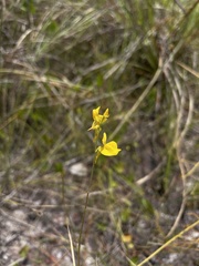 Utricularia juncea