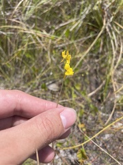 Utricularia juncea