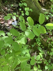 Amorpha ouachitensis