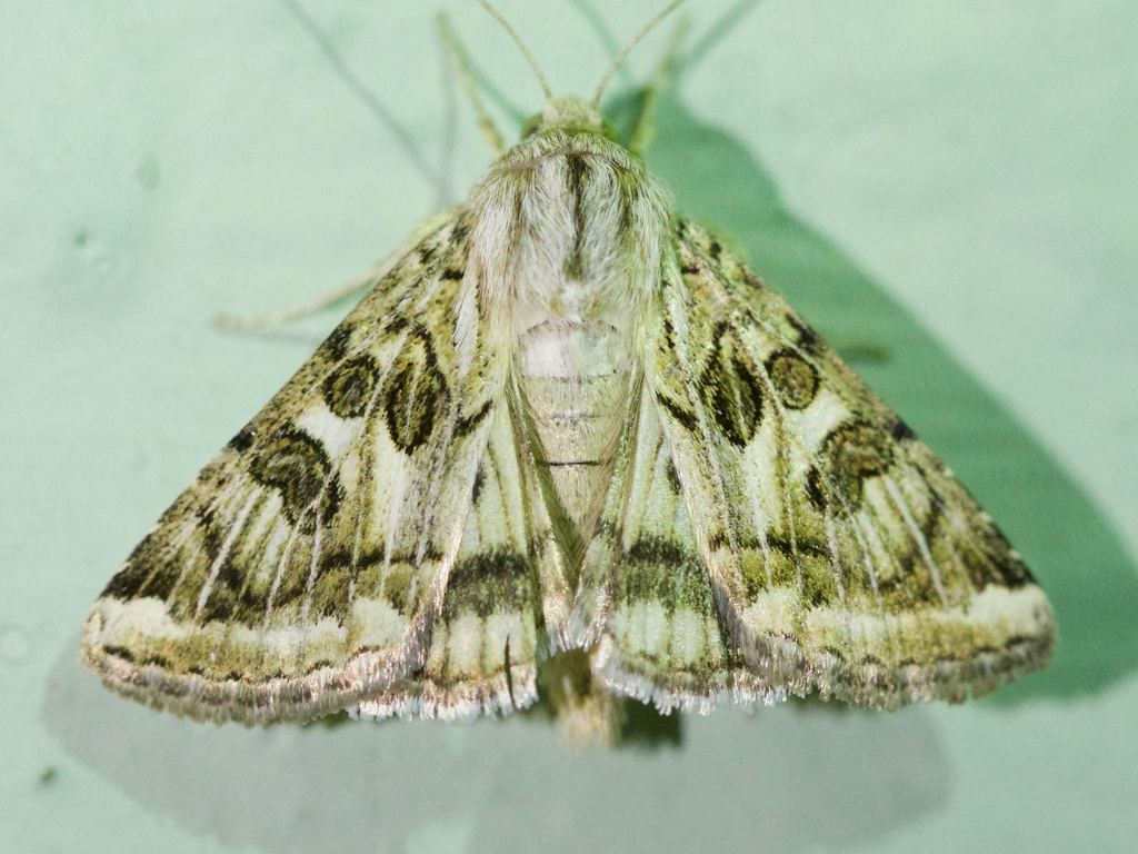 Spotted Clover Moth