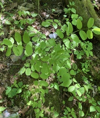 Amorpha ouachitensis