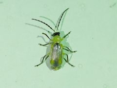 Diabrotica longicornis