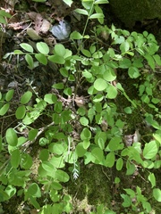Amorpha ouachitensis