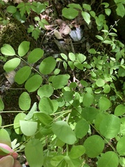 Amorpha ouachitensis