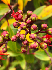 Metrosideros tremuloides