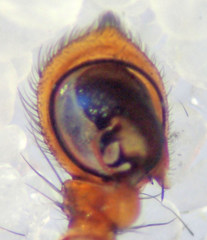 Xysticus locuples
