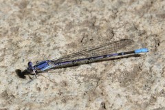 Argia munda
