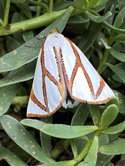 Thalaina angulosa
