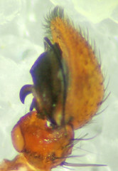 Xysticus locuples