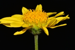 Encelia scaposa