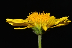Encelia scaposa
