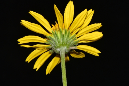 Onehead Brittlebush (Encelia scaposa)