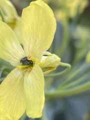 Ceutorhynchus obstrictus