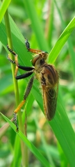 Cophinopoda