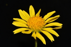 Encelia scaposa