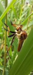 Cophinopoda