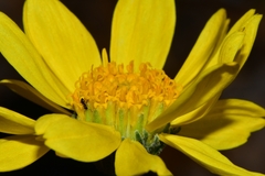 Encelia scaposa