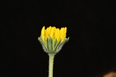 Encelia scaposa