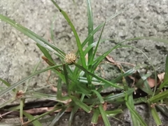 Cyperus