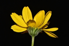 Encelia scaposa