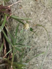 Cyperus