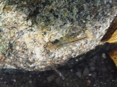 Caridina cantonensis