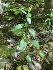 Solidago arguta boottii