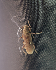 Eburia mutica